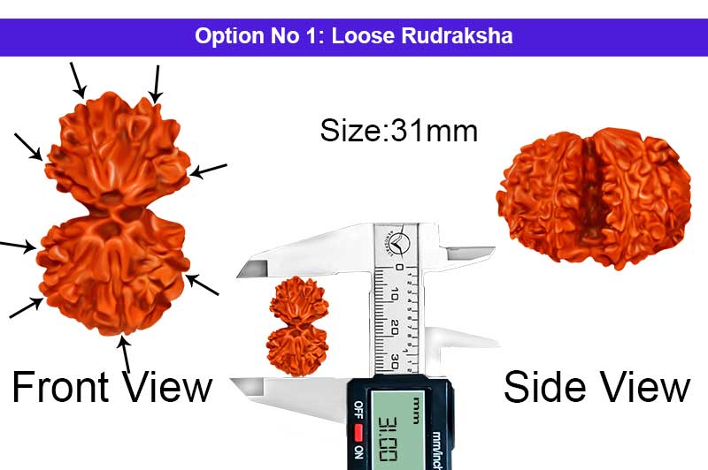 8 Mukhi Gauri Shankar Ganesha Nepali Rudraksha-RD-GSG-A-B-06-1