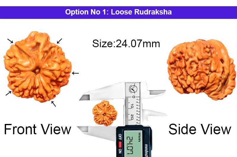 Rare 5 Mukhi Siddhi Vinayak Ganesha Nepali Rudraksha-RD-RRRUD07-1