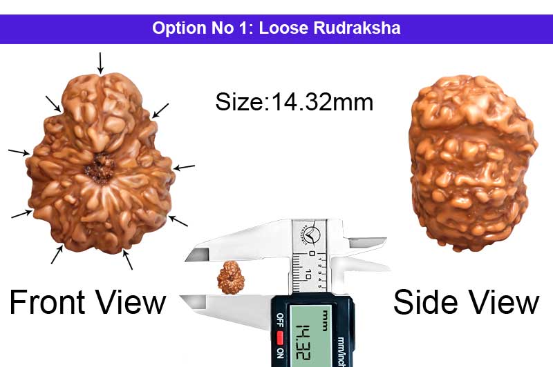 9 Mukhi Indonesian Savar Rudraksha-RD-SAR-I-01-1