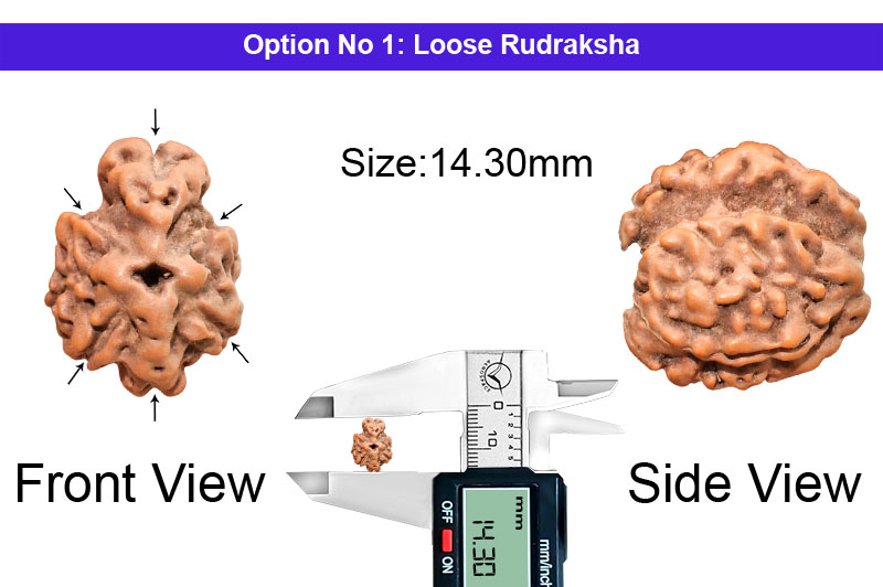 6 Mukhi Double Savar Indonesian Rudraksha-RD-SAR-I-03-1