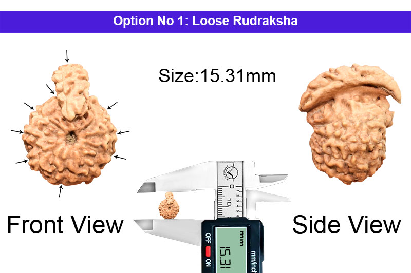 9 Mukhi Savar Indonesian Rudraksha-RD-SAR-I-04-2