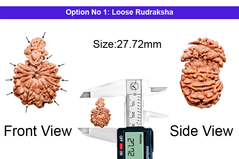 11 Mukhi Double Savar Rudraksha-RD-SAR34-1