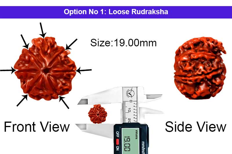 7 Mukhi Laxmi Savar Nepali Rudraksha-RD-SAR43-1