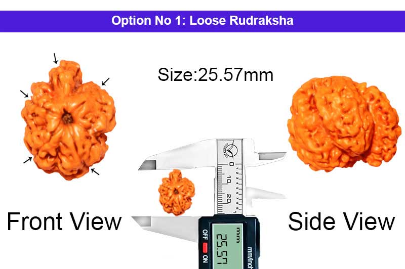 5 Mukhi Savar Nepali Rudraksha-RD-SAR51-1