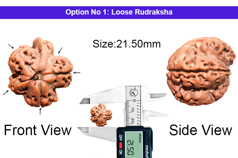 5 Mukhi Special Siddhi Vinayak Ganesh Savar Nepali Rudraksha-RD-SAR58-1