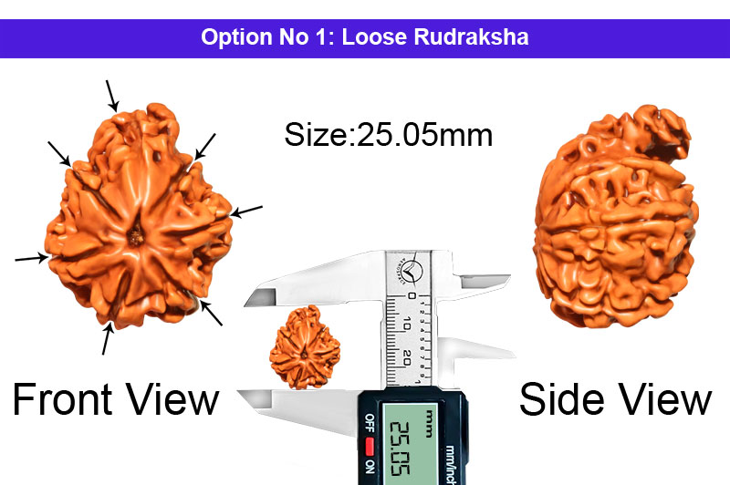 7 Mukhi Rare Laxmi Ganesha Aadhi Shakti Mahadev Savar Nepali Rudraksha-RD-SAR73-1