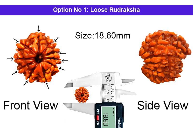  10 Mukhi Savar Nepali Rudraksha-RD-SAR77-1