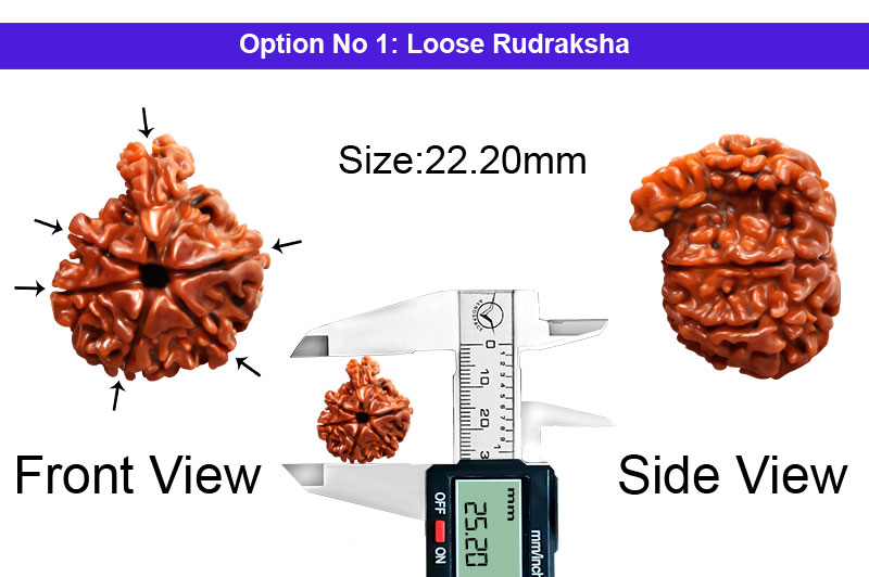 6 Mukhi Savar Nepali Rudraksha-RD-SAR78-1