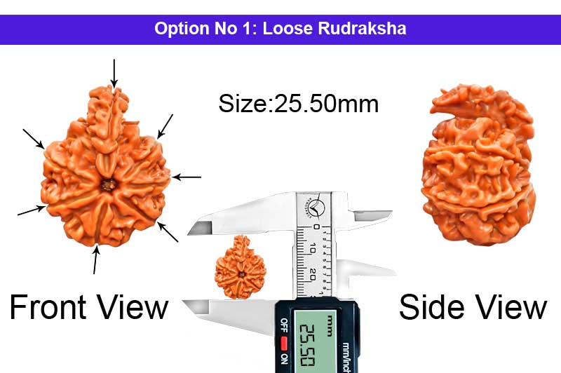 7 Mukhi Savar Nepali Rudraksha-RD-SAR80-1