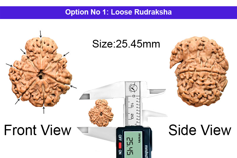7 Mukhi Savar Nepali Rudraksha-RD-SAR91-1