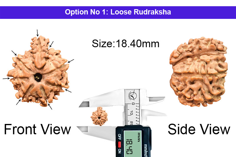 8 Mukhi Savar Nepali Rudraksha-RD-SAR92-2