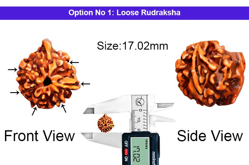 5 Mukhi Special Shiv Kartikeya Ganesha Nepali Rudraksha-RD-SGN-A-010-1