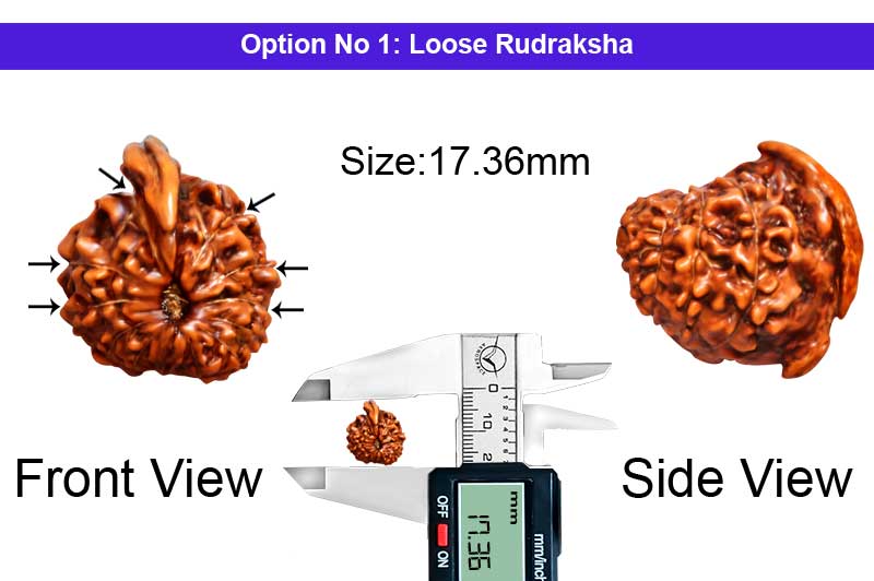 6 Mukhi Special Kartikeya Ganesha Nepali Rudraksha-RD-SGN-A-011-1