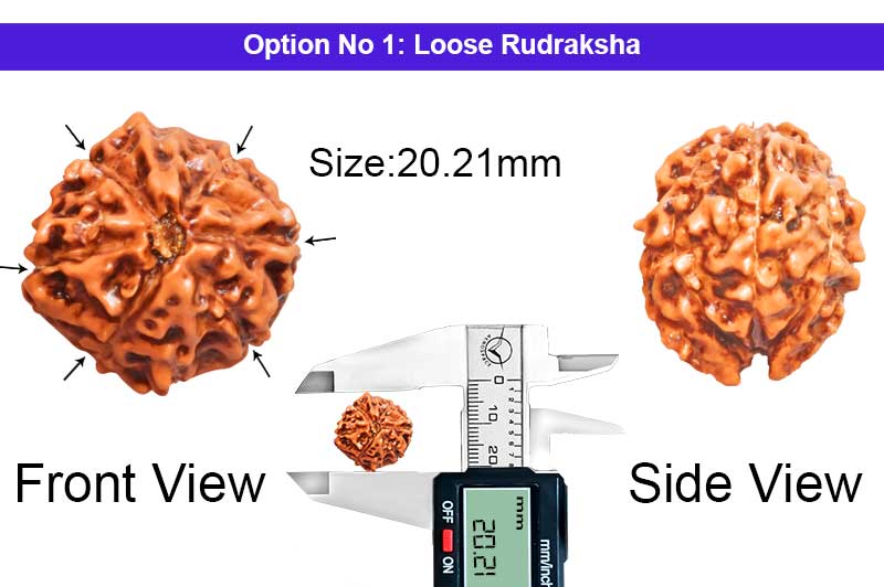 6 Mukhi Special Kartikeya Double Ganesha Nepali Rudraksha-RD-SGN-A-012-1