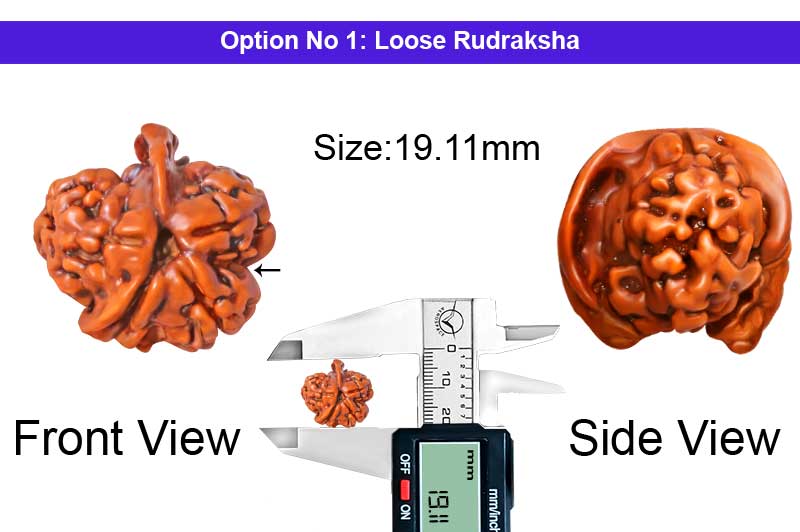 1 Mukhi Special Kaali Bhairav Ganesha Nepali Rudraksha-RD-SGN-A-013-1