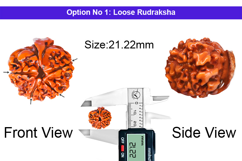 4 Mukhi Special Matangi Dusmahavidya Saraswati Maha Ganesha Nepali Rudraksha-RD-SGN-B-035-1