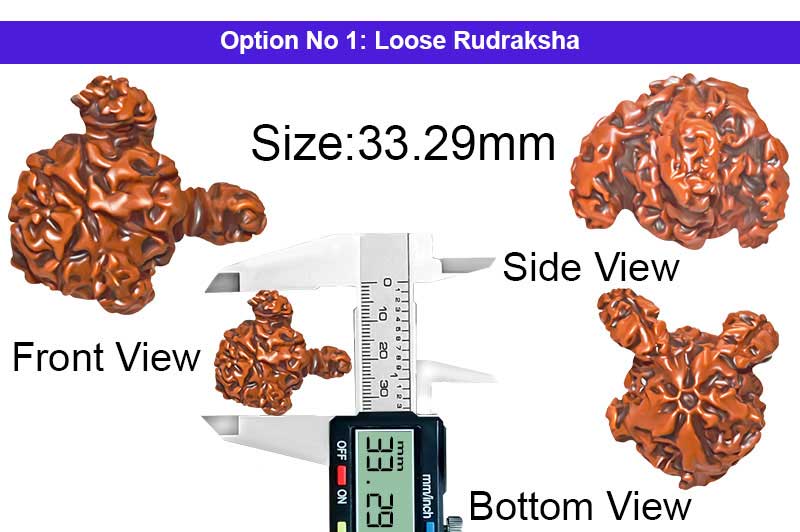 Sarvottam 4 Mukhi Tripple Savar Ganesha Brahma Harihar Rare Rudraksha-RD-SNG-B-006-1