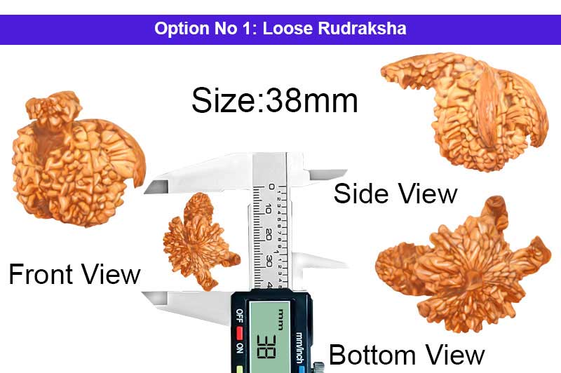 Rare Single Savar Double Ganesha Kamal Lakshmi 7 Mukhi Rudraksha-RD-SNG-C-001-1