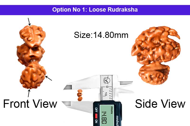 3 Mukhi Rare Indonesian Trijuti(Bramha,Vishnu,Mahesh) Rudraksha-RD-TRIJ-I-01-1