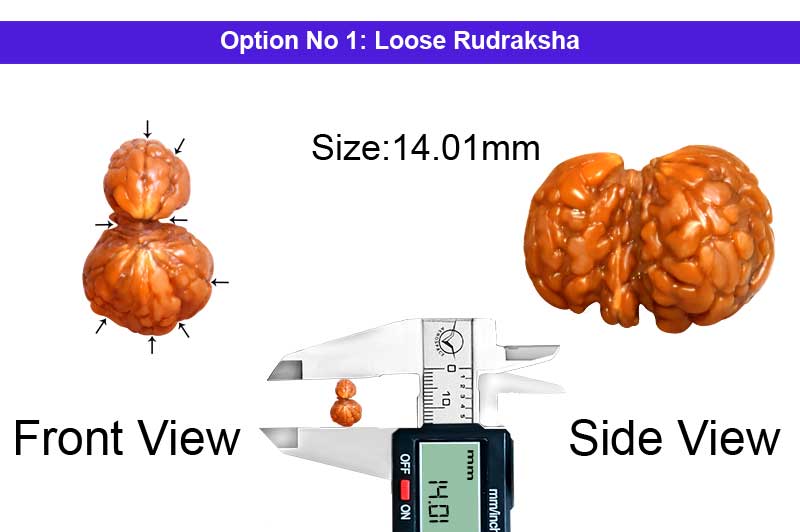 8 Mukhi Indonesian Trijuti Rudraksha-RD-TRIJ-I-03-1