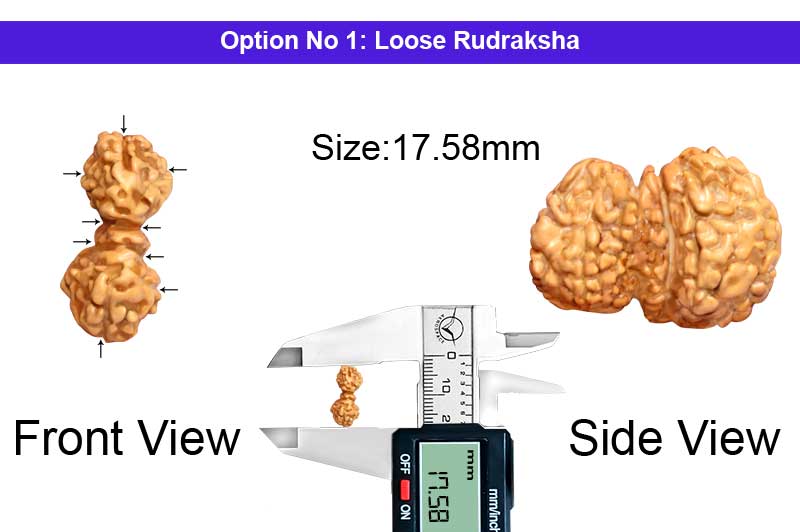 9 Mukhi Indonesian Trijuti Rudraksha-RD-TRIJ-I-04-1