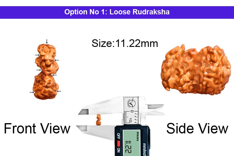 7 Mukhi Indonesian Trijuti Rudraksha-RD-TRIJ-I-05-1