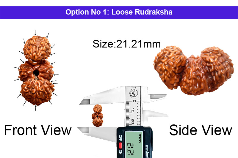 18 Mukhi Indonesian Trijuti Rudraksha-RD-TRIJ-I-06-1