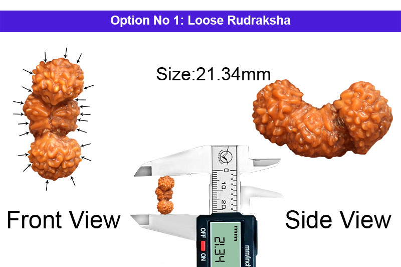 21 Mukhi Indonesian Trijuti Rudraksha-RD-TRIJ-I-07-1