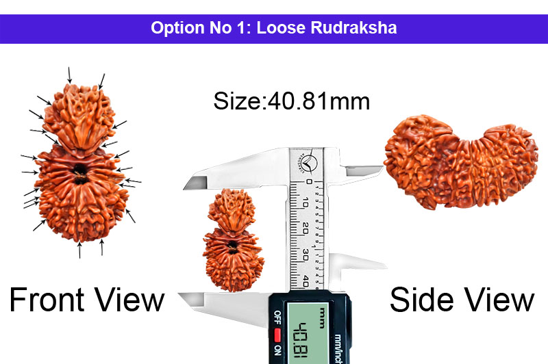 21 Mukhi Trijuti Rudraksha-RD-TRJ-B-05-1